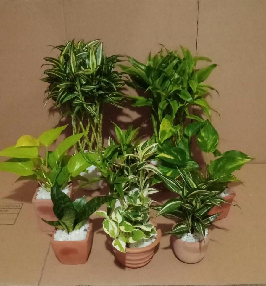 Plant Pots