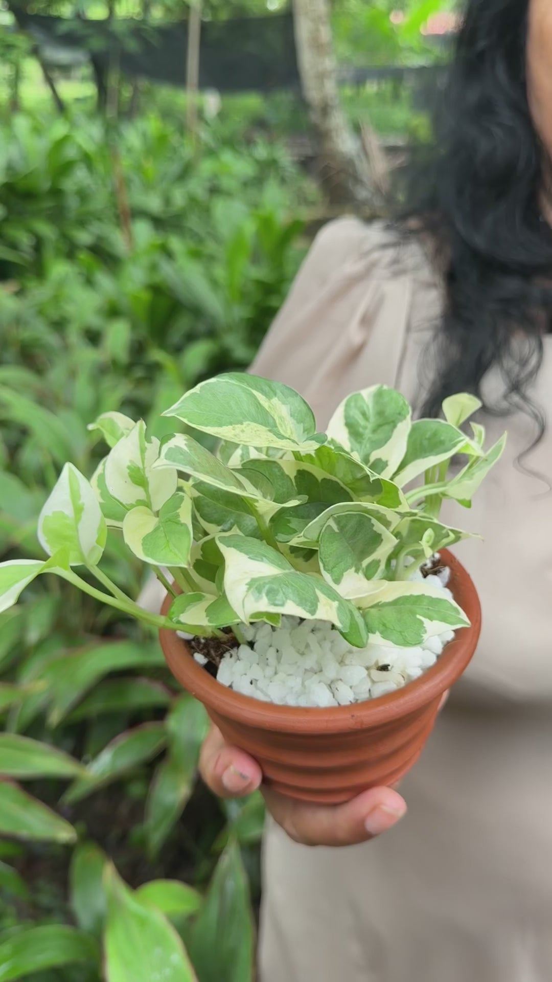 Enjoy Pothos Plant (N'Joy)