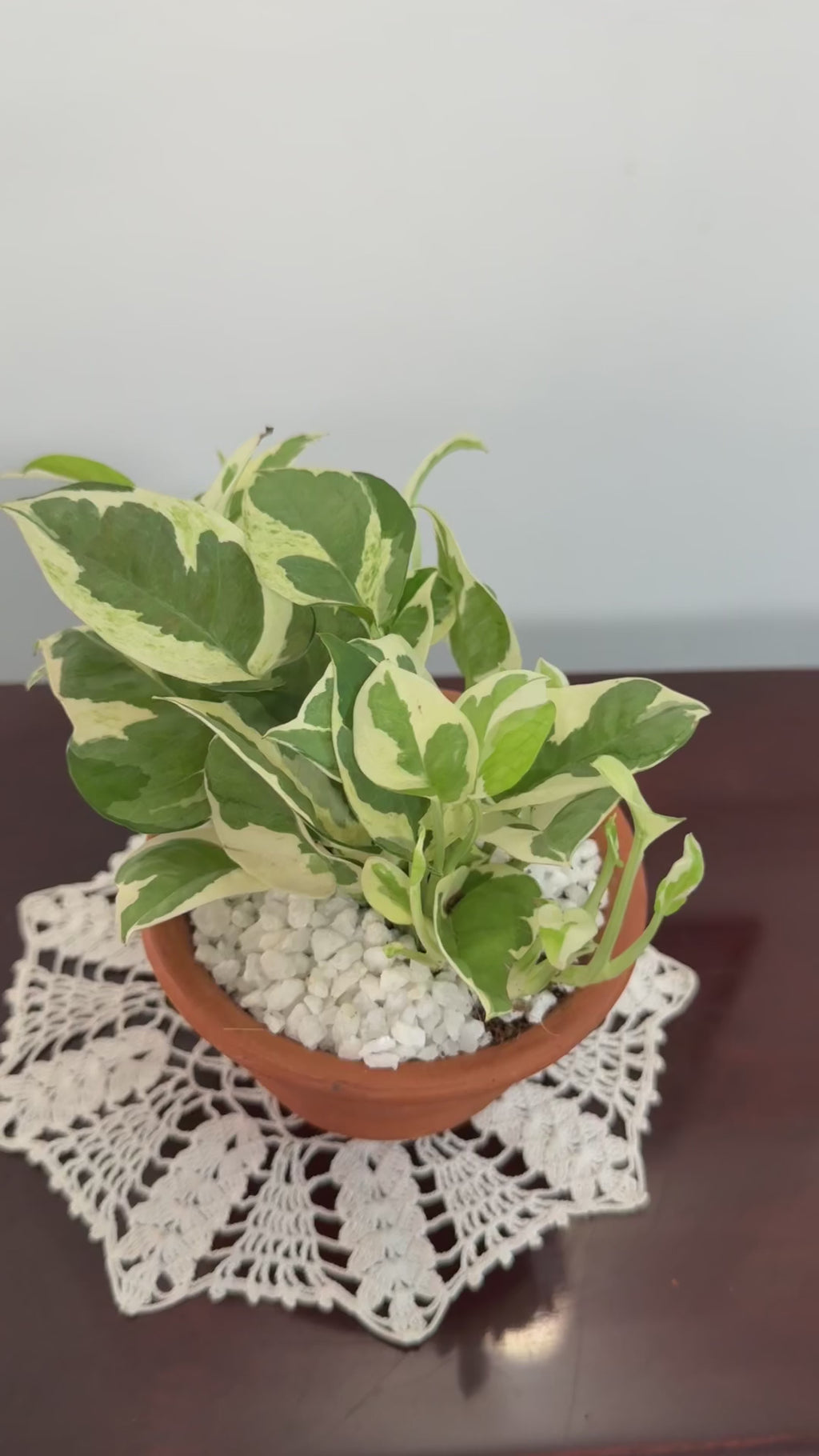 Enjoy Pothos Plant (N'Joy)