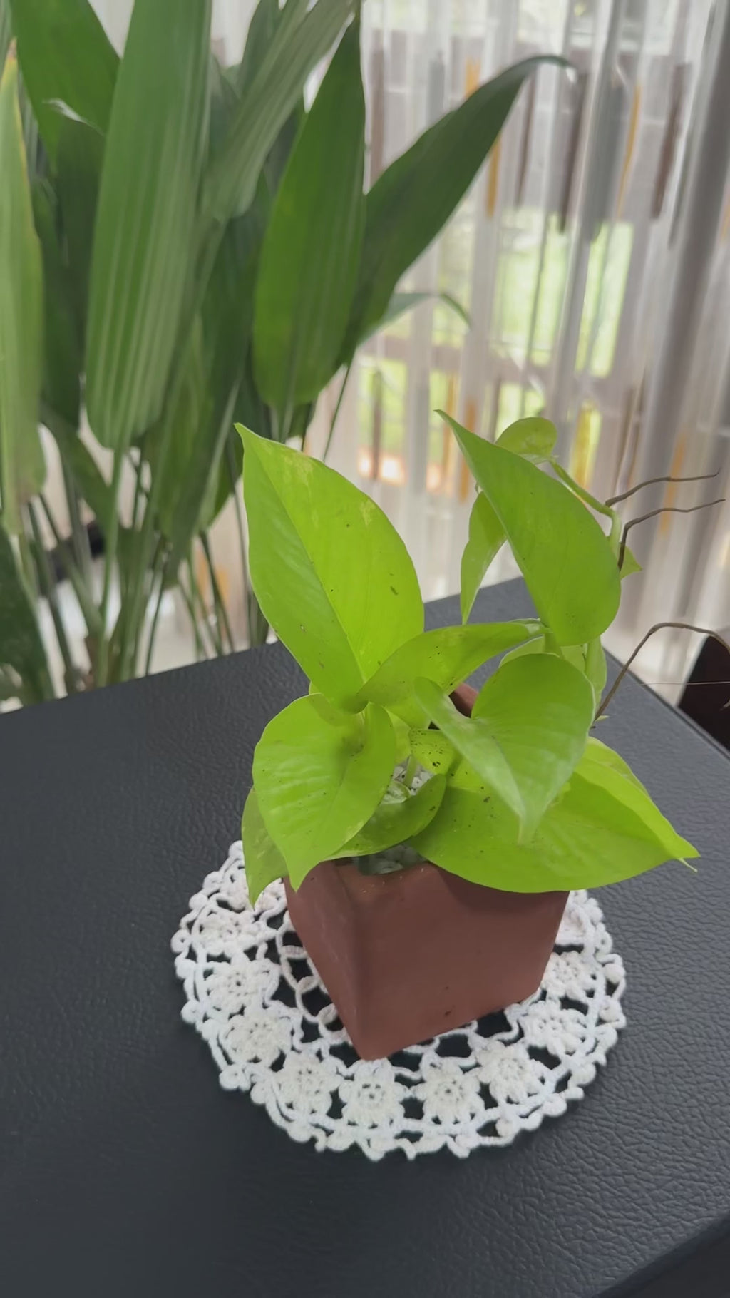 Lemon Lime Philodendron