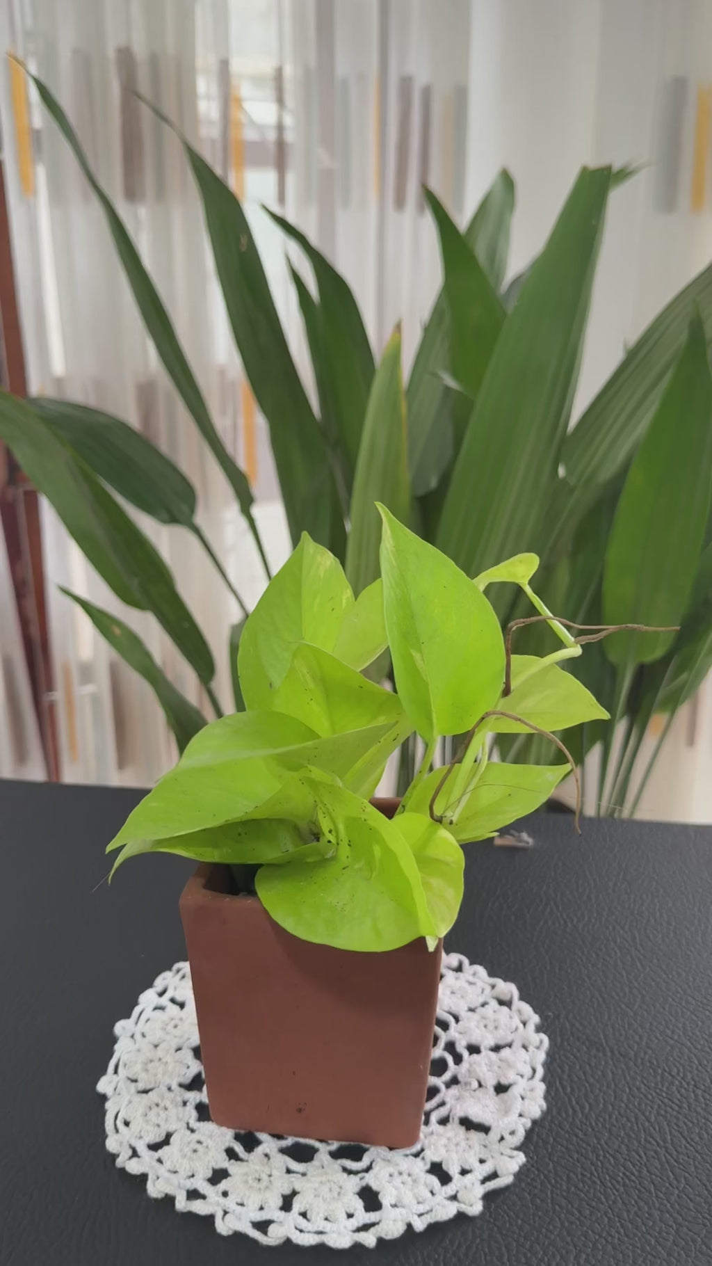 Lemon Lime Philodendron