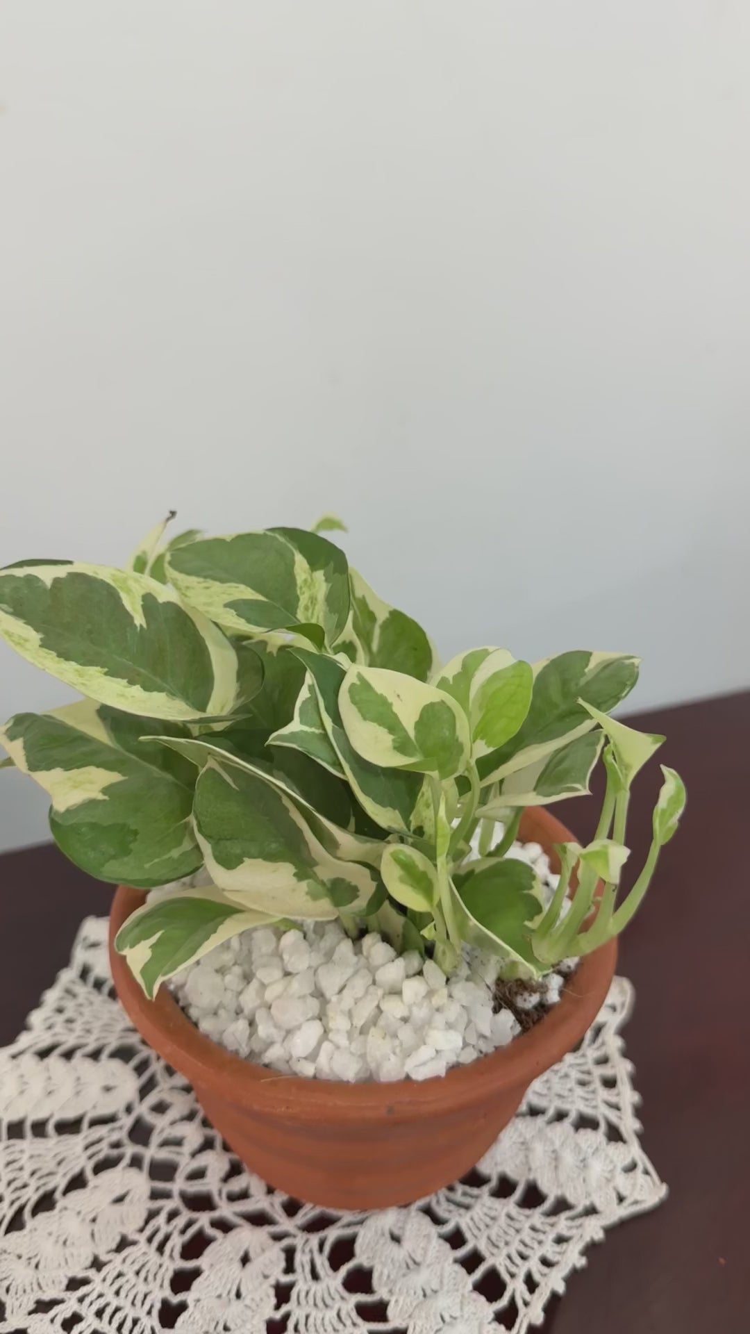 Enjoy Pothos Plant (N'Joy)