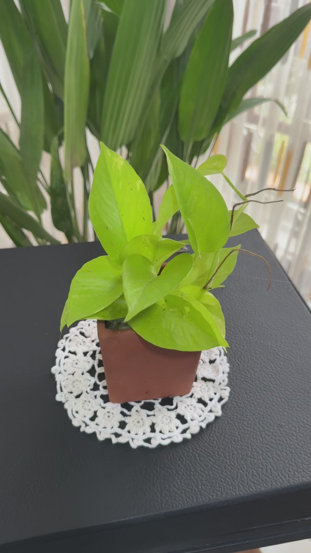 Lemon Lime Philodendron
