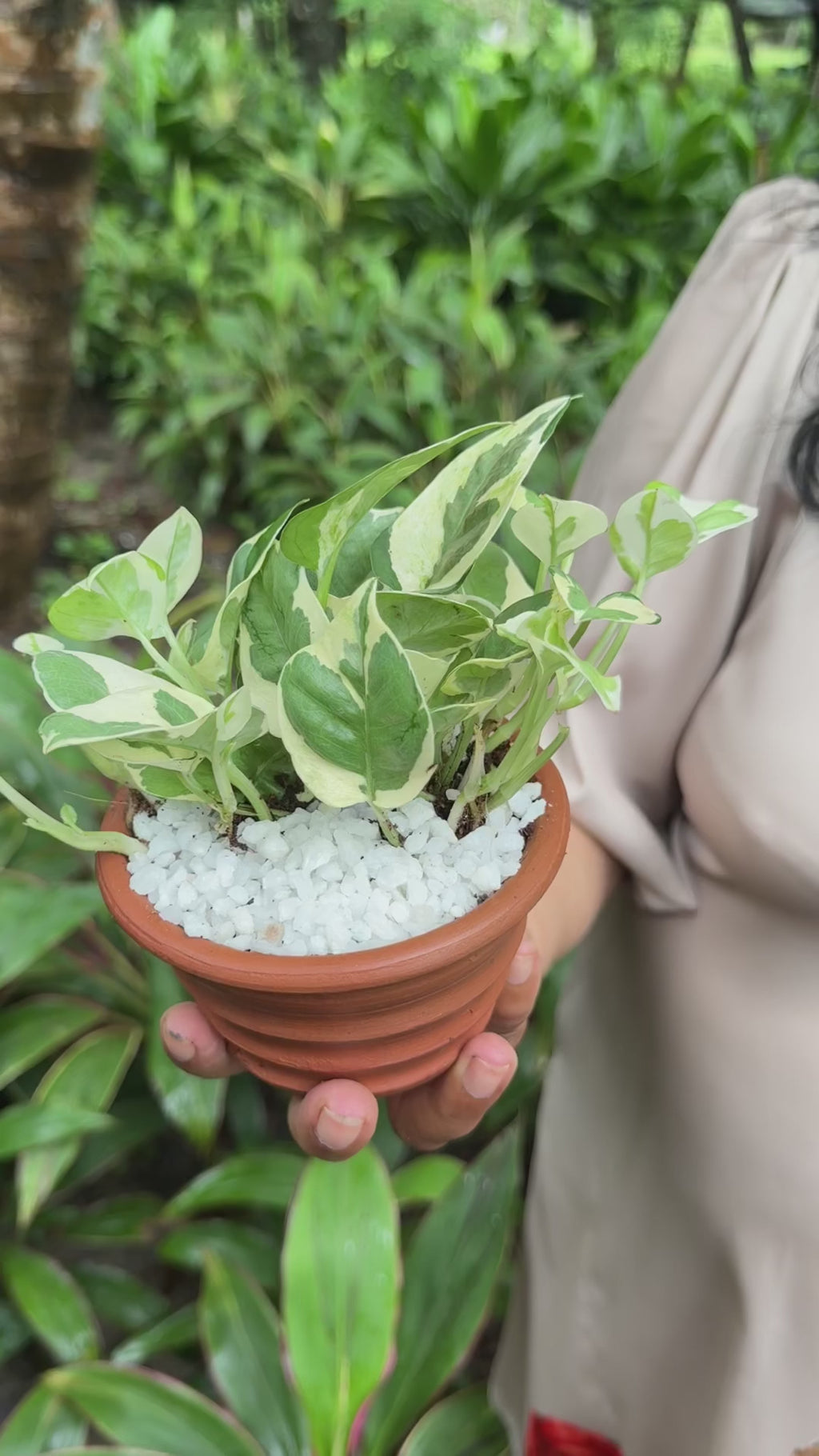 Enjoy Pothos Plant (N'Joy)