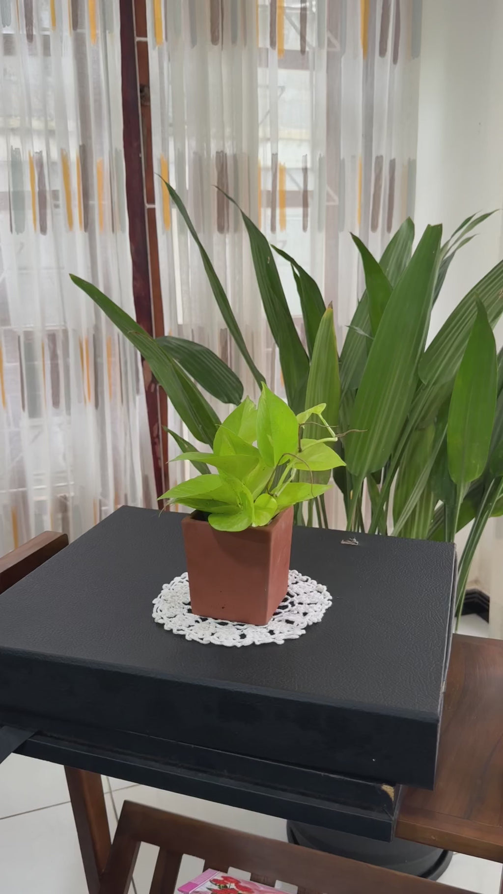 Lemon Lime Philodendron