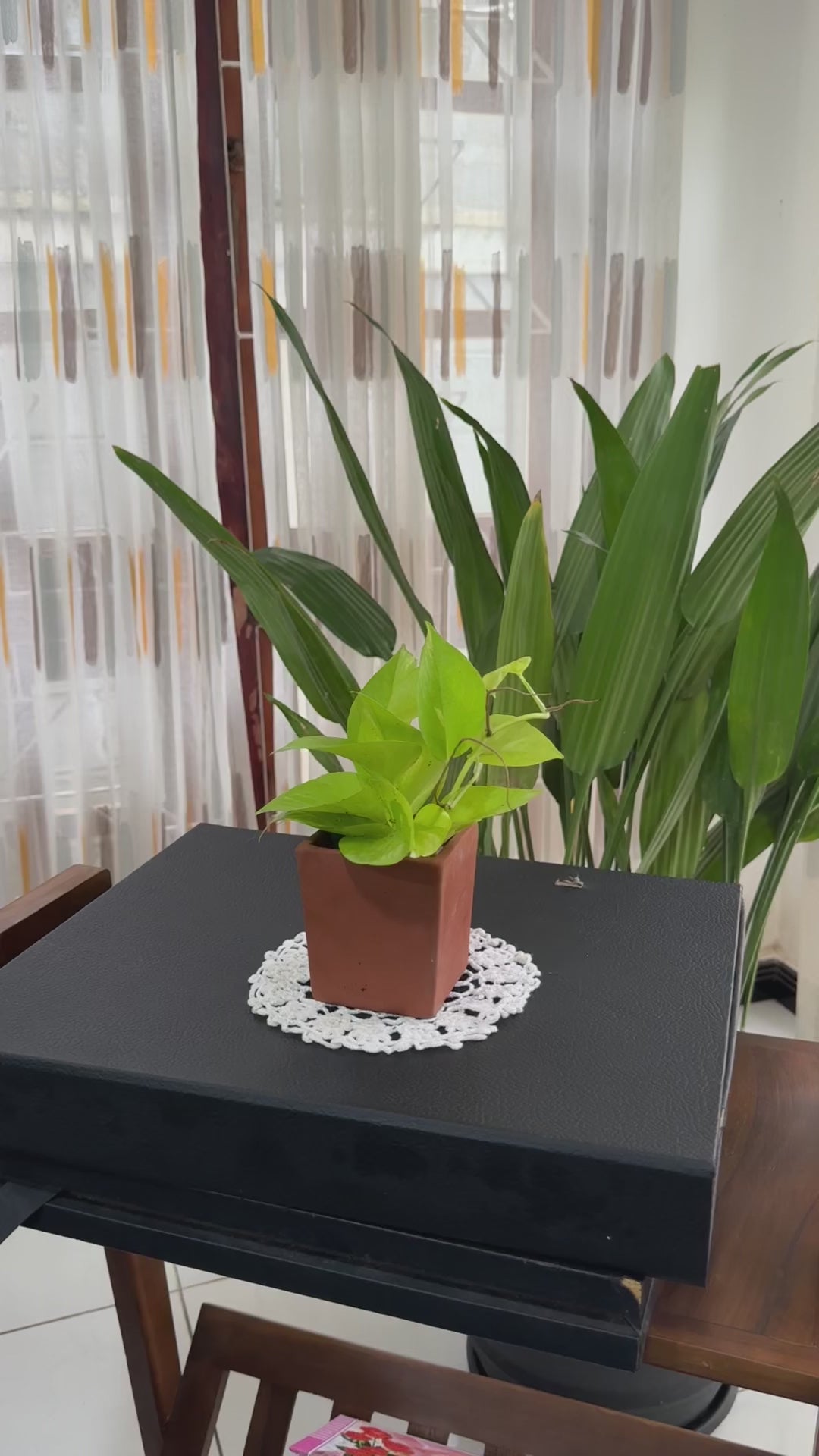 Lemon Lime Philodendron