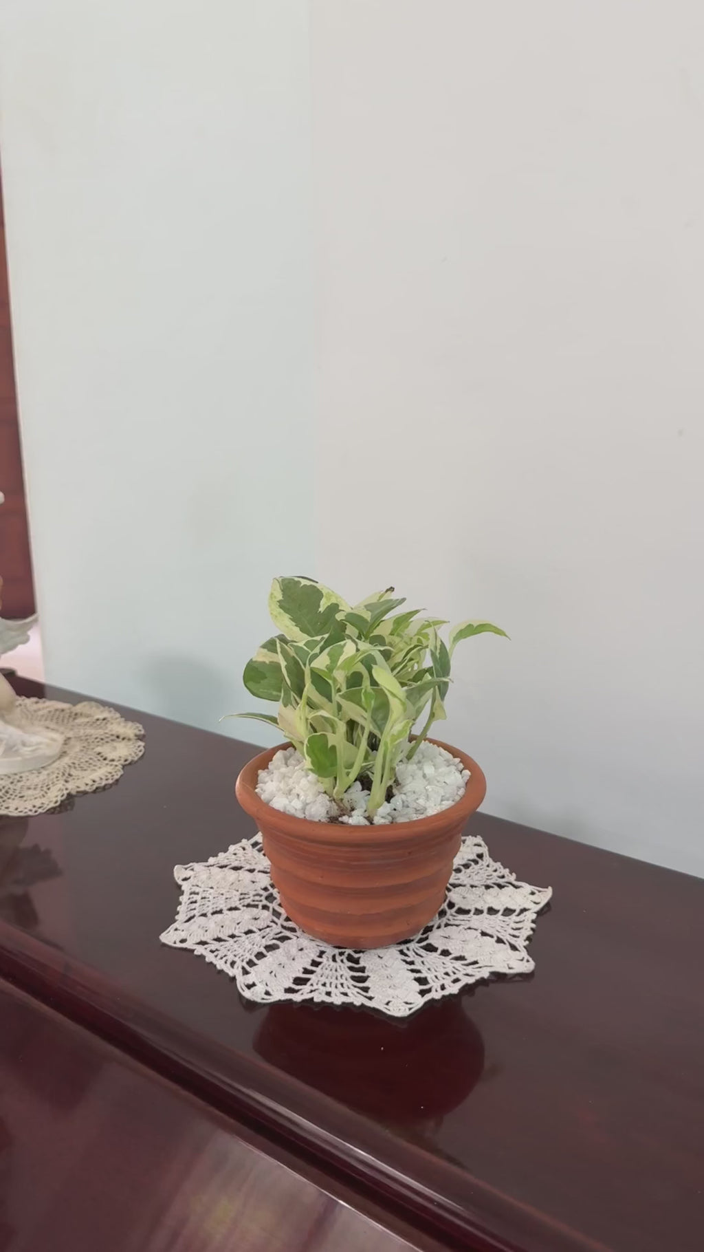 Enjoy Pothos Plant (N'Joy)