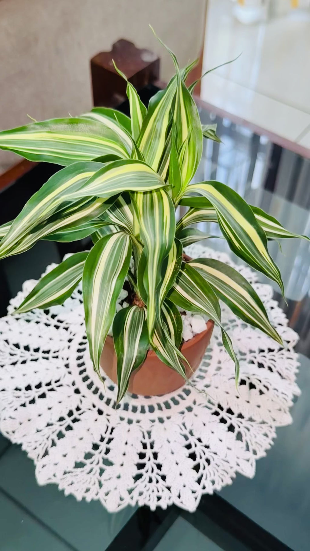 Sandriana Victory - 3 Plant Pot