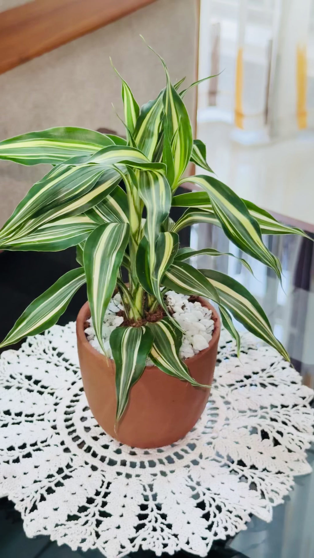 Sandriana Victory - 3 Plant Pot